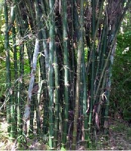 Gaint Bamboo Seeds