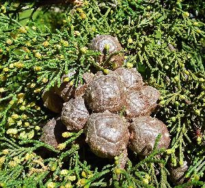 Monterey Cypress Seeds