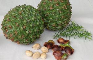 Queensland Pine Seeds