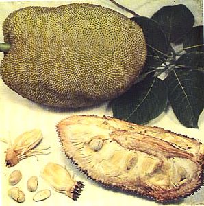 Walnut Seeds