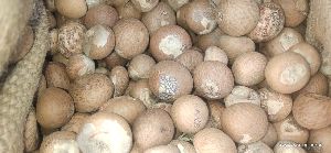 Organic Betel Nut