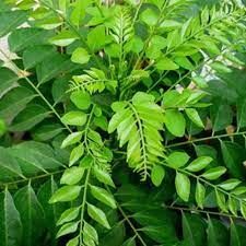 Curry Leaves - green