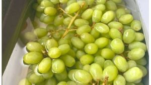 fresh grapes