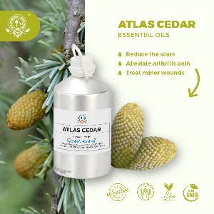 Cedrus Atlantica (Atlas Cedar)