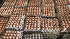 Organic Eggs