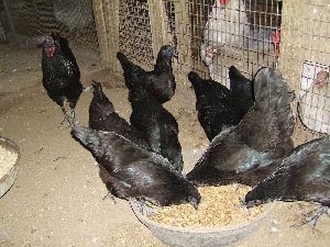 ayam cemani chicken available