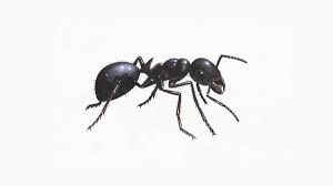 Ant Control Treatment for Red & Black ants, etc.