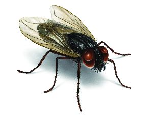 Flies Control Treatment