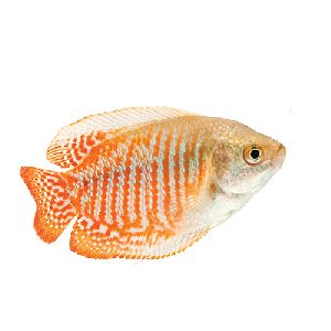 Gourami Fish
