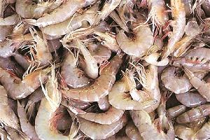 shrimp fish