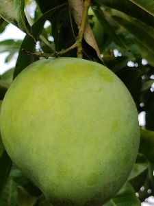 Green Banganpalli Mango