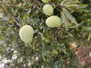 Natural Banganpalli Mango