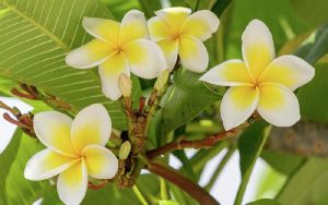 Frangipani Oil