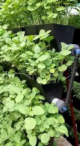 Hydroponic Farming - New Norm of Vertical Farming - Without Soil