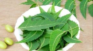 Neem Extract (Water Soluble)