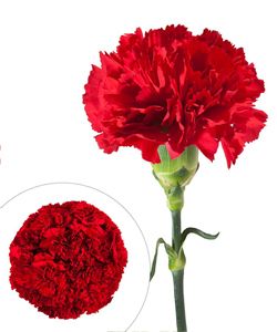 Fresh Cut Carnations Flowers