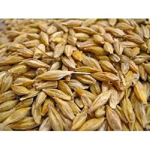 Malting Barley