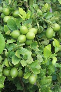 Seedless Lemon Plant