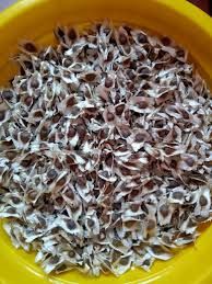 High Grade Moringa Seed for Plantation