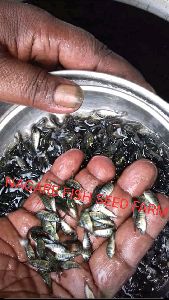 tilapia fish seed