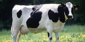 Live HF Cow
