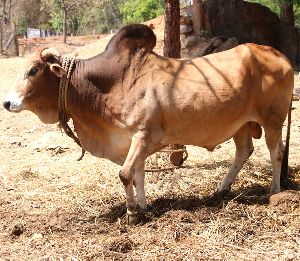 Live Rathi Cow