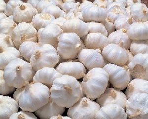 fresh garlic