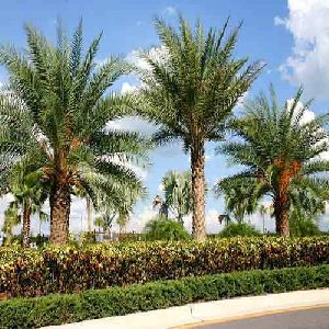 Champion Palm Tree