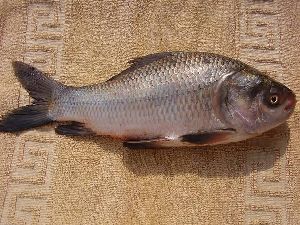 Bhakur Fresh Fish