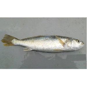 silver sillago fish