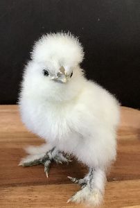 Fancy Chicken Chicks (1 Month Old)