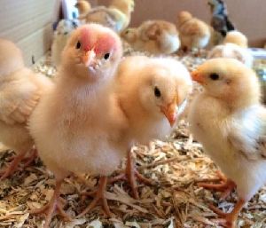 Giriraja Chicken Chicks (1 Month Old)