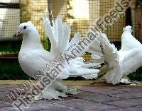 Breeding Pigeon Feed