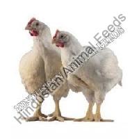 Broiler Starter Poultry Feed