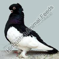 Textured Pigeon Feed