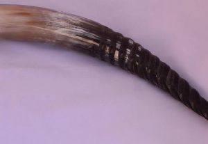 Carved Drinking Horn
