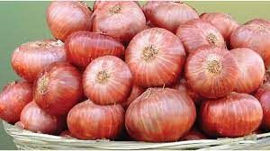 Organic Fresh Onion, For Cooking, Style : Natural