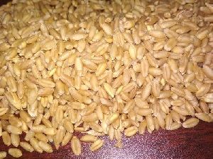 Long Grain Wheat Seeds
