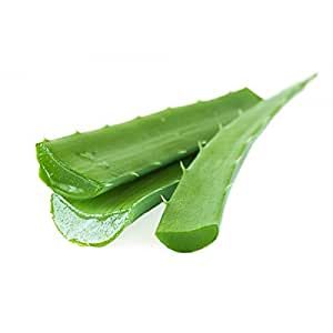 Aloe Vera Leaves