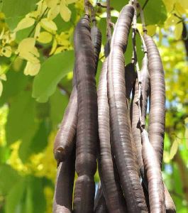 Amaltas Herb