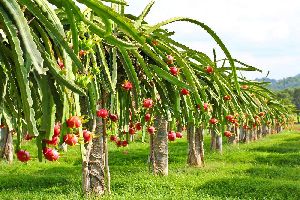 Dragon Fruit Plant