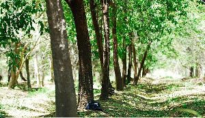 sandalwood plant