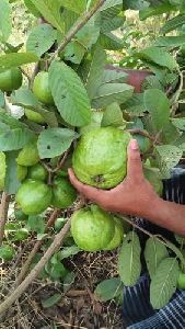 Thai Guava Plant