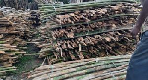 tamatar plant support bamboo poles