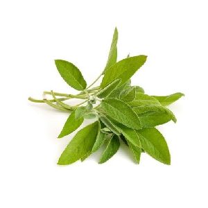 Sage Leaf Extract