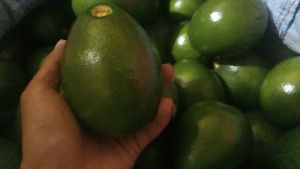 Organic Avacados fruits