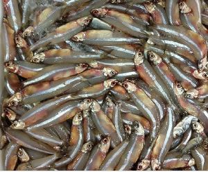 Fresh anchovy / nethili fish /supplier