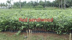 Red sandalwood