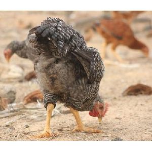 Live Giriraja Chicken