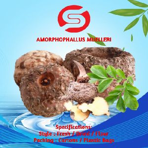 Amorphophallus Muelleri